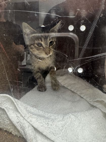 ALWAYS - Domestic Shorthair / Mix available for adoption