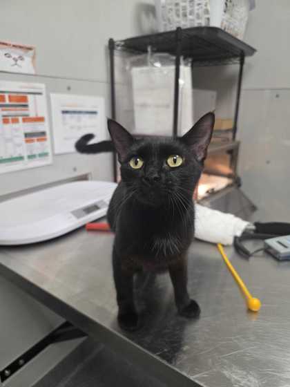 TEAL - Domestic Shorthair / Mix available for adoption