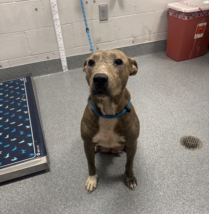 SYMPHONY - Xoloitzcuintli / Mix available for adoption