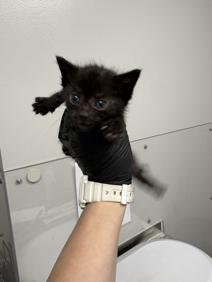 BOWIE - Domestic Shorthair / Mix for adoption in Knoxville