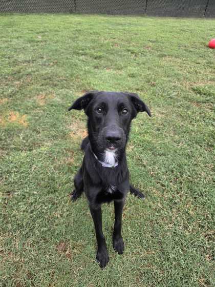 DONNIE DARKO - Labrador Retriever / Mix available for adoption