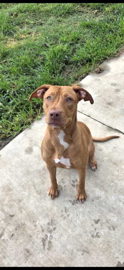 JUNE BUG - American Staffordshire Terrier / Mix available for adoption