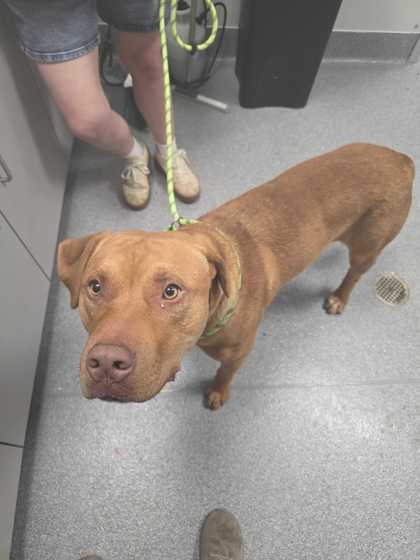 MYSTERIO - Mastiff / Hound available for adoption