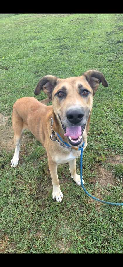 HOUSTON - Great Dane / Mix available for adoption