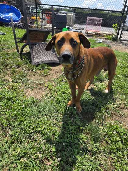 SIMPER - Mixed Breed, Large (over 44 lbs fully grown) / Mix available for adoption