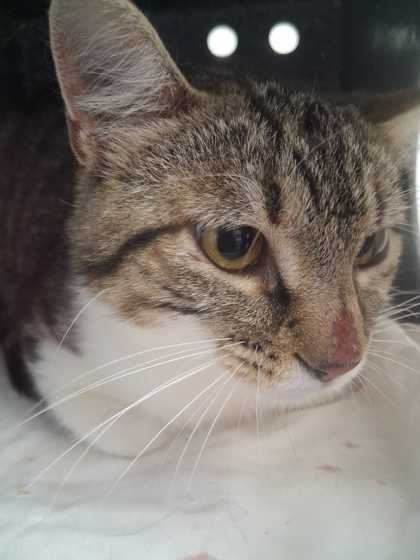 RAZMATAZ - Domestic Shorthair / Mix available for adoption