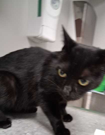 BINX - Domestic Shorthair / Mix available for adoption