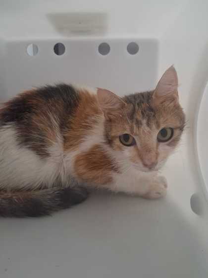 MARS - Domestic Shorthair / Mix available for adoption