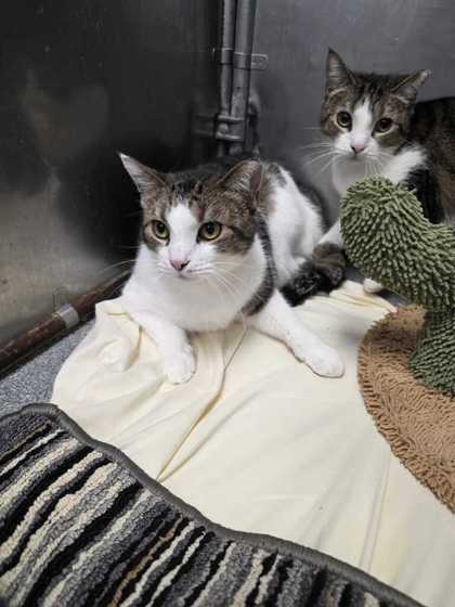 RASCAL - Domestic Shorthair / Mix available for adoption