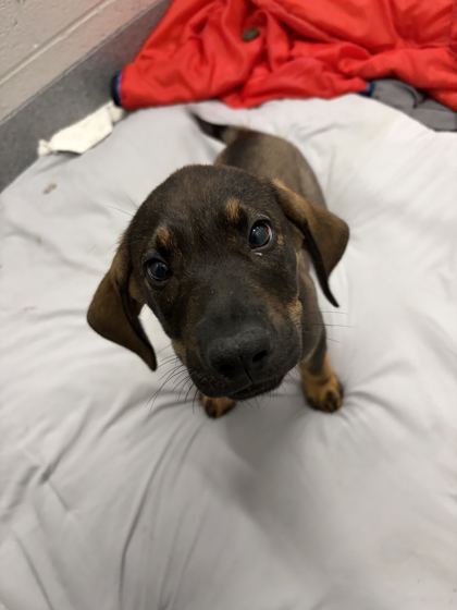 BEETLEJUICE - Hound / Mix available for adoption