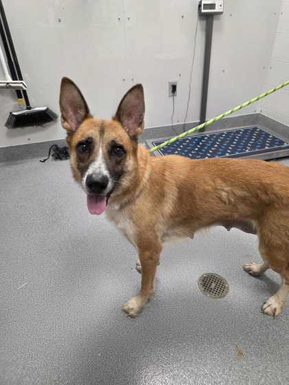 ARMANA - German Shepherd / Mix available for adoption