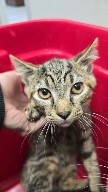 SCREECH - Domestic Shorthair / Mix available for adoption