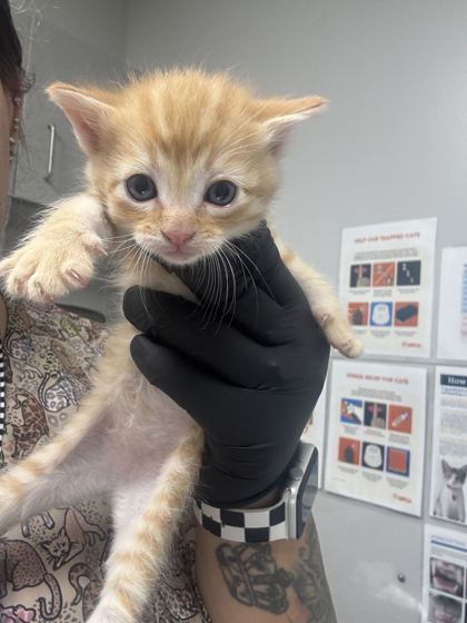 ANDY - Domestic Shorthair / Mix available for adoption