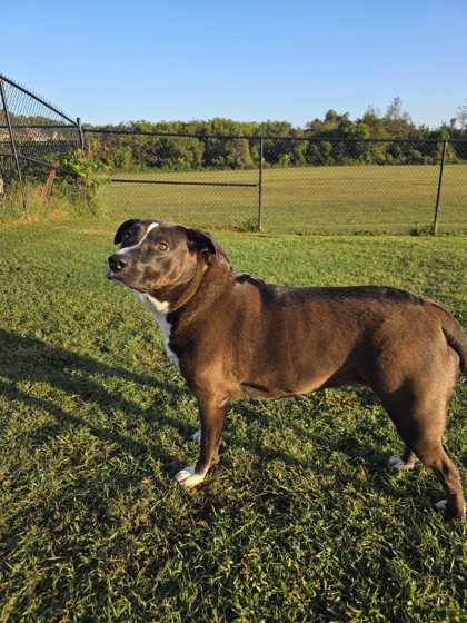 FOXY ROXY - Pit Bull Terrier / Mix available for adoption