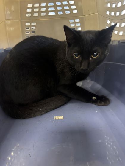 SCORPION - Domestic Shorthair / Mix available for adoption
