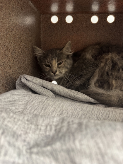 PIP - Domestic Shorthair / Mix available for adoption