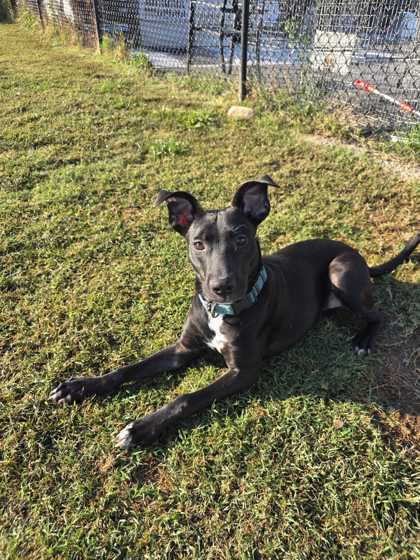 TRUMAN - American White Shepherd / Mix available for adoption