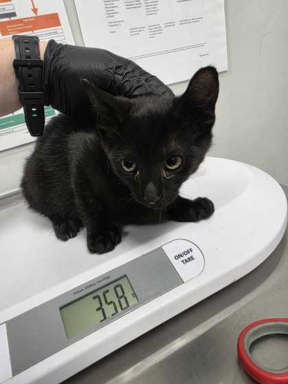 ROOK - Domestic Shorthair / Mix available for adoption