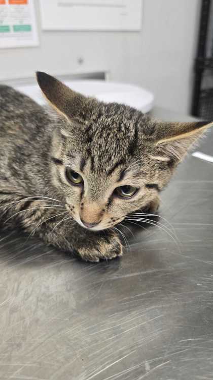 GHOULIE - Domestic Shorthair / Mix available for adoption