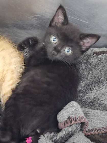 MEOWLIUS - Domestic Shorthair / Mix for adoption in Knoxville