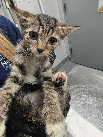 YAZMIN - Domestic Shorthair / Mix available for adoption