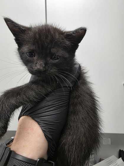 ENGLEWOOD - Domestic Shorthair / Mix available for adoption