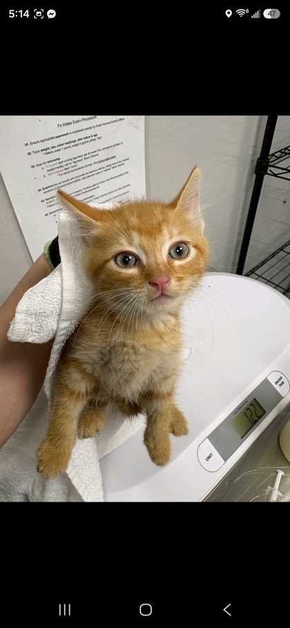 STOICK THE VAST - Domestic Shorthair / Mix available for adoption