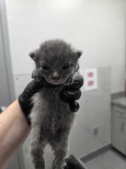 GLOOB - Domestic Shorthair / Mix available for adoption