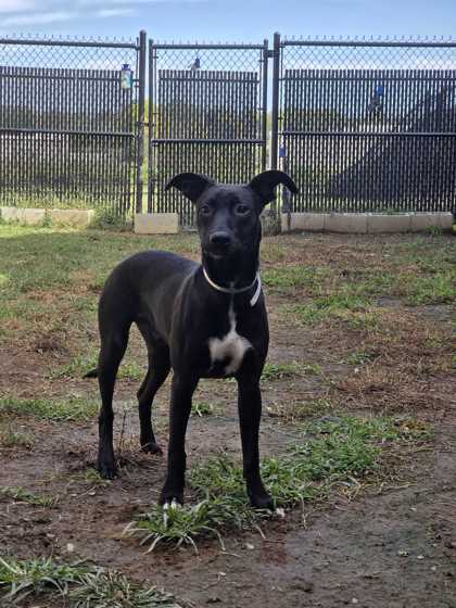 FLETCHER - Shepherd / Mix available for adoption