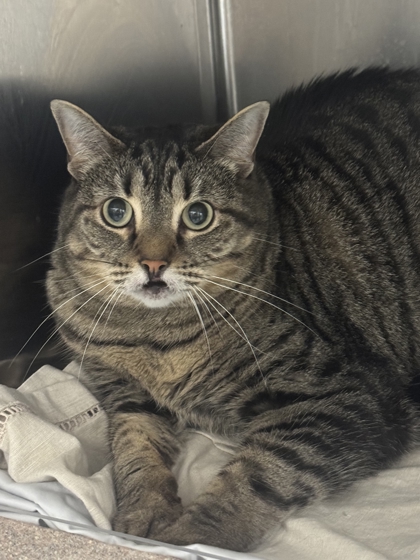 ZOE - Domestic Shorthair / Mix available for adoption