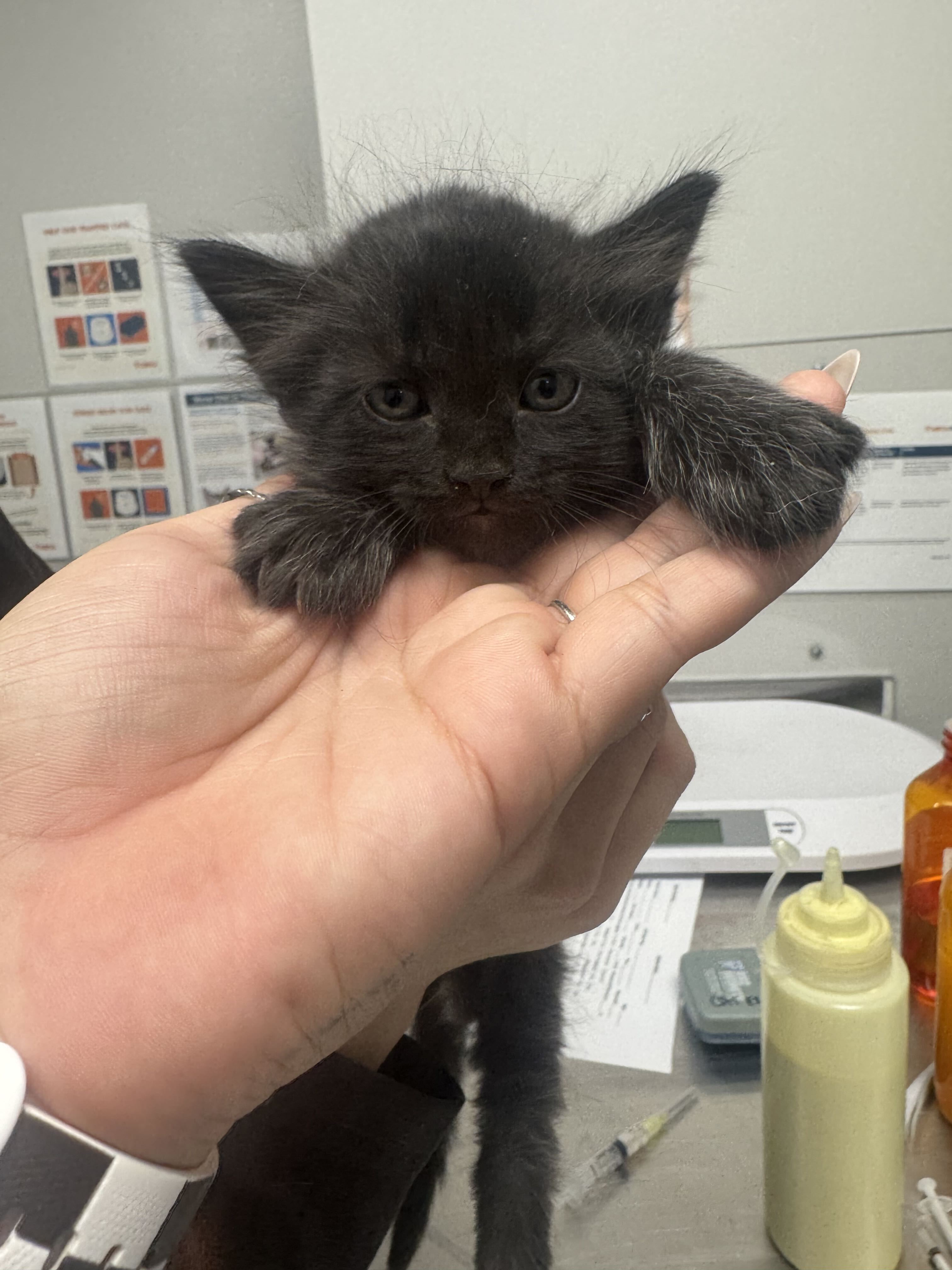 WRAITHEN - Domestic Shorthair / Mix available for adoption
