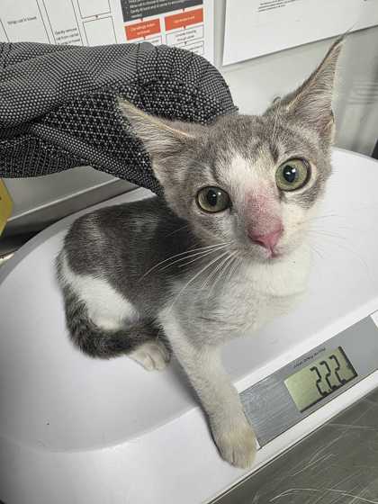 HERO - Domestic Shorthair / Mix available for adoption