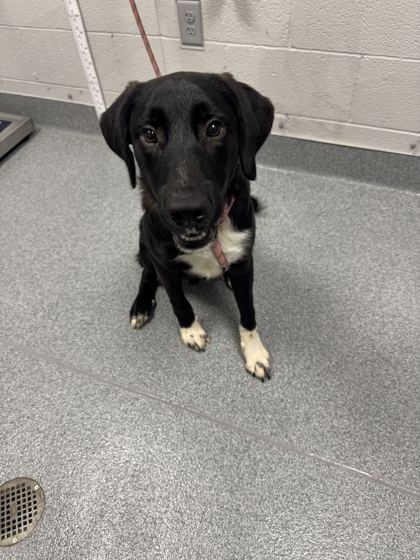 BUNGI - Mixed Breed, Large (over 44 lbs fully grown) / Mix available for adoption