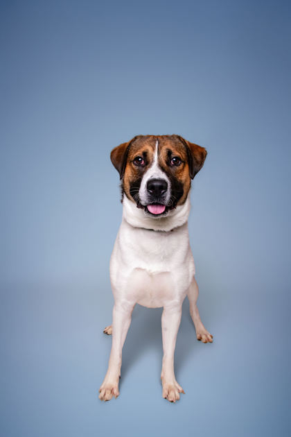 MYLOH - Hound / Mix available for adoption