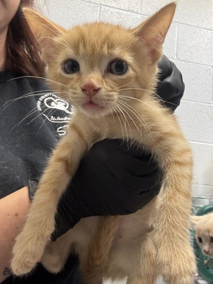 PEACH - Domestic Shorthair / Mix available for adoption