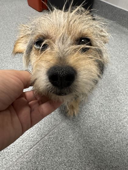 OOGIE BOOGIE - Yorkshire Terrier / Mix available for adoption