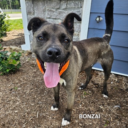 BONZAI - Labrador Retriever / Mix available for adoption