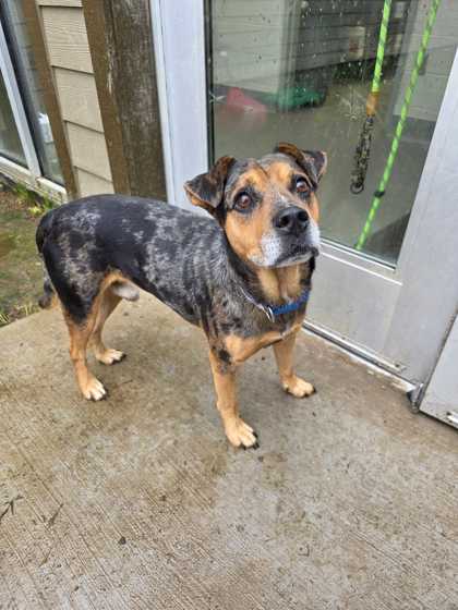 ROLLIE - Catahoula Leopard dog / Australian Cattle Dog available for adoption