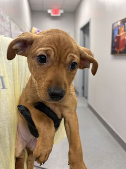 BEVERLY - Short Coat Chihuahua / Mix available for adoption