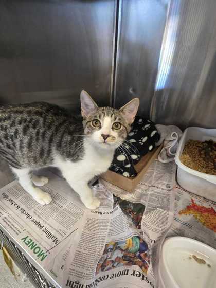 JOHN BOY - Domestic Shorthair / Mix available for adoption