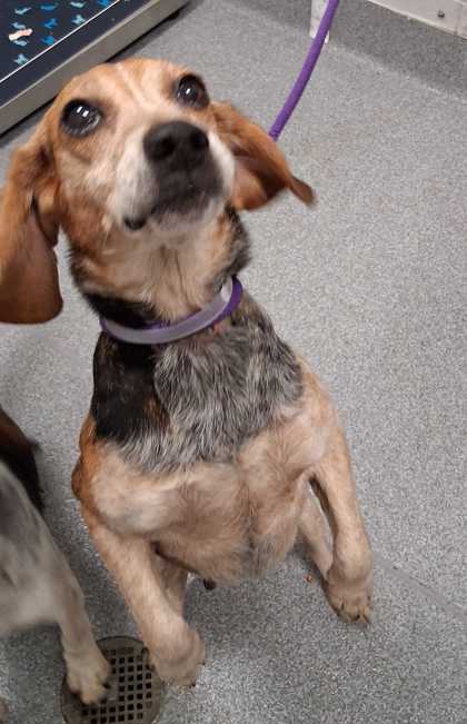 MARILYN MONROE - Mixed Breed, Small (under 24 lbs fully grown) / Mix available for adoption