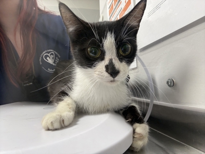 MISS BEAUREGARD - Domestic Shorthair / Mix available for adoption