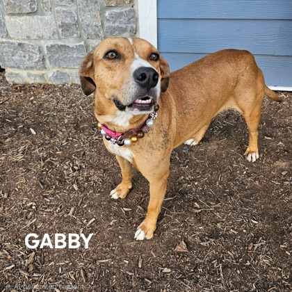 GABBY - Hound / Mix available for adoption