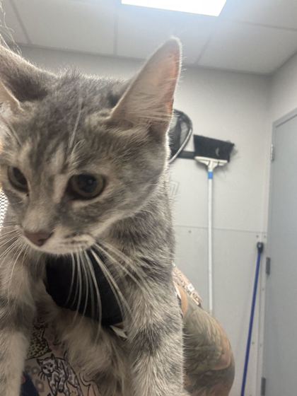 AUNT BEE - Domestic Shorthair / Mix available for adoption
