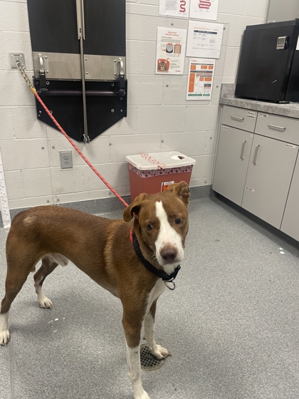 DOM - Mixed Breed, Large (over 44 lbs fully grown) / Mix available for adoption
