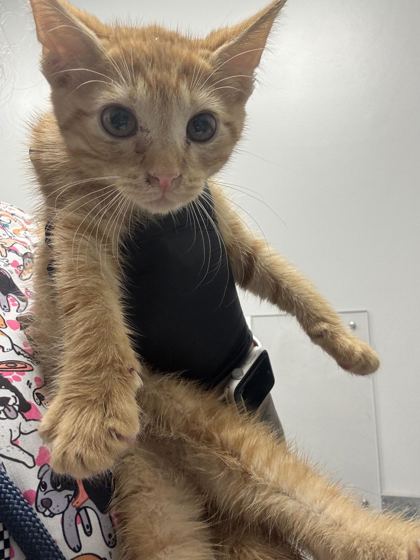 HEI HEI - Domestic Shorthair / Mix available for adoption