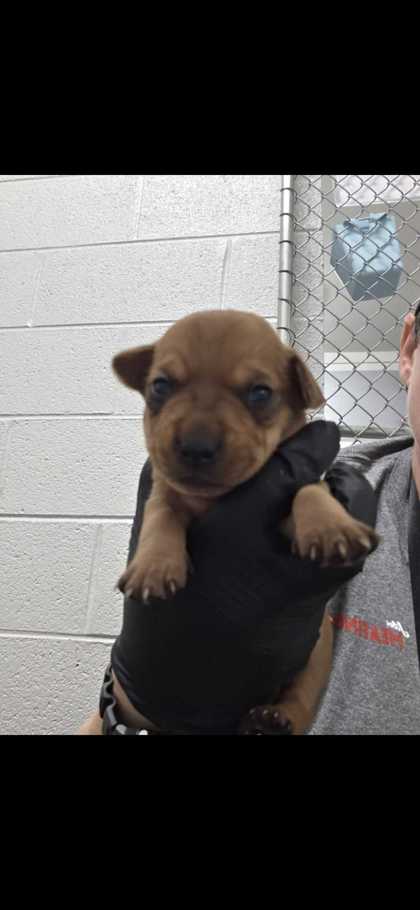 BEVERLY - Short Coat Chihuahua / Mix available for adoption