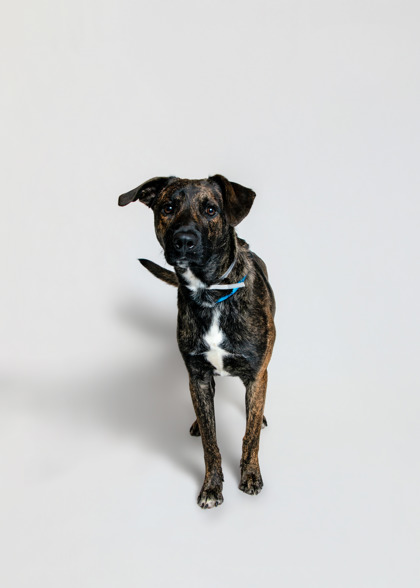 WALTER - Mixed Breed, Large (over 44 lbs fully grown) / Mix for adoption in Knoxville