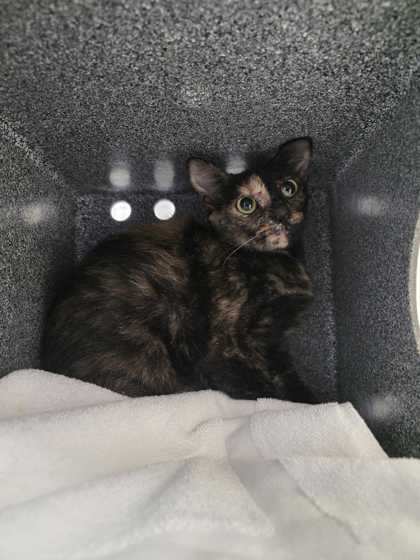 JEDI - Domestic Shorthair / Mix available for adoption