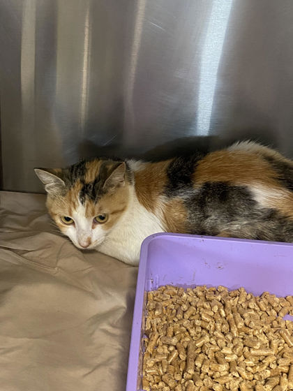 MUTHA - Domestic Shorthair / Mix available for adoption
